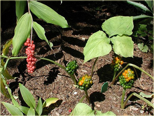 Arizema amurska Arisaema amurense