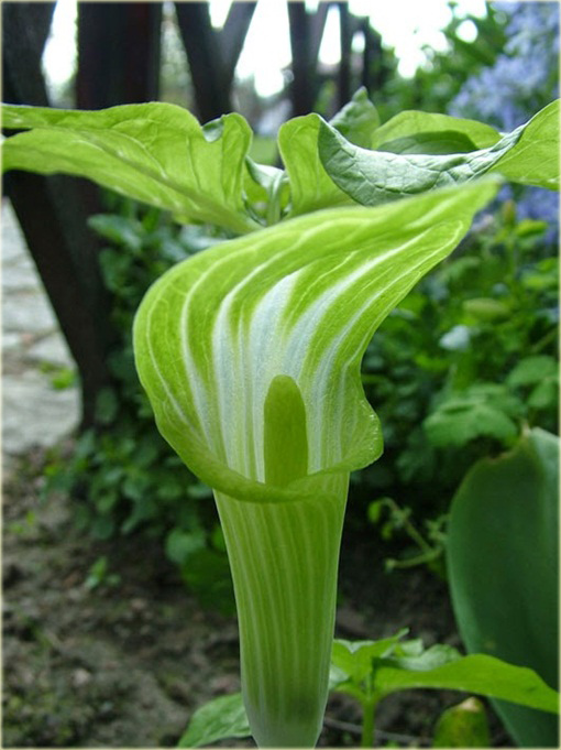 Arizema amurska Arisaema amurense