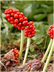 Arizema amurska Arisaema amurense