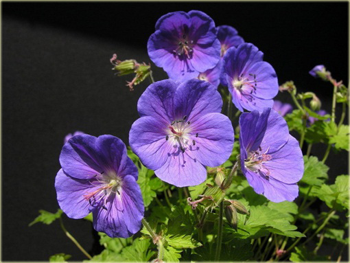 Bodziszek Himalajski Gravetye Geranium himalayense Gravetye