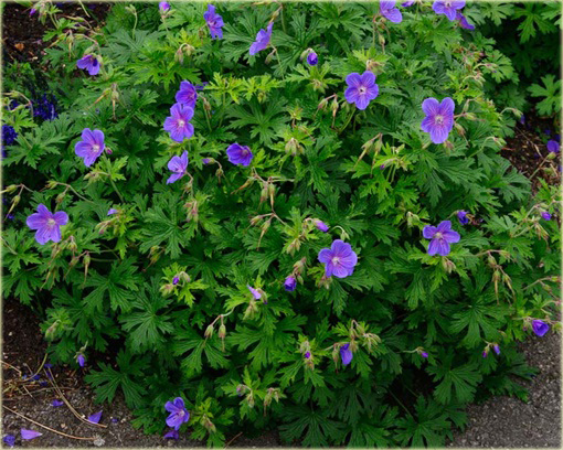 Bodziszek Himalajski Gravetye Geranium himalayense Gravetye