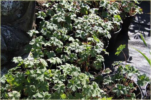 Bodziszek Himalajski Gravetye Geranium himalayense Gravetye