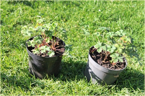 Bodziszek Himalajski Gravetye Geranium himalayense Gravetye