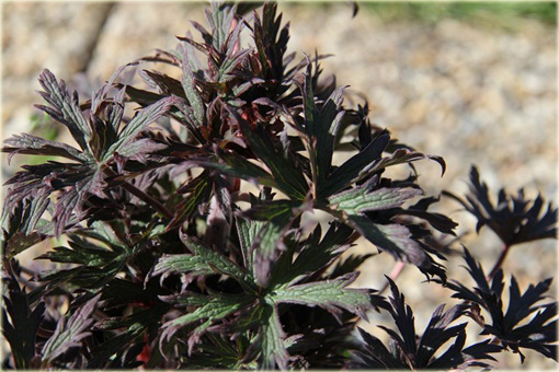 Bodziszek Łąkowy Black Beauty Geranium pratense