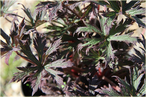 Bodziszek Łąkowy Black Beauty Geranium pratense