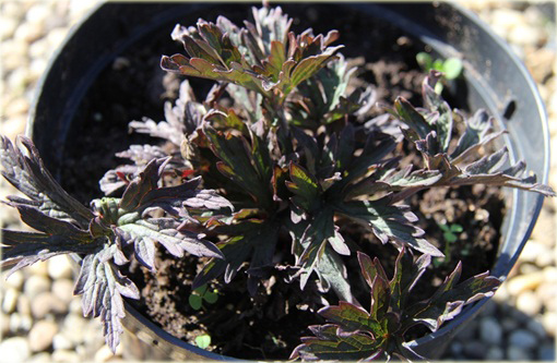 Bodziszek Łąkowy Purple Ghost Geranium pratense