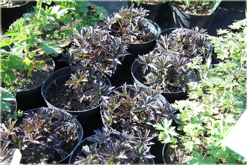 Bodziszek Łąkowy Purple Ghost Geranium pratense
