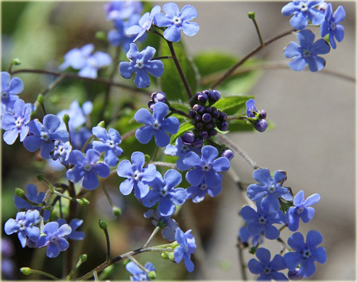 Brunera Alexanders Great Brunnera macrophylla