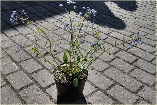 Brunera Alexanders Great Brunnera macrophylla