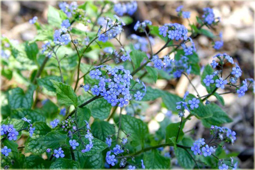Brunnera wielkolistna Jack Frost Brunnera macrophylla