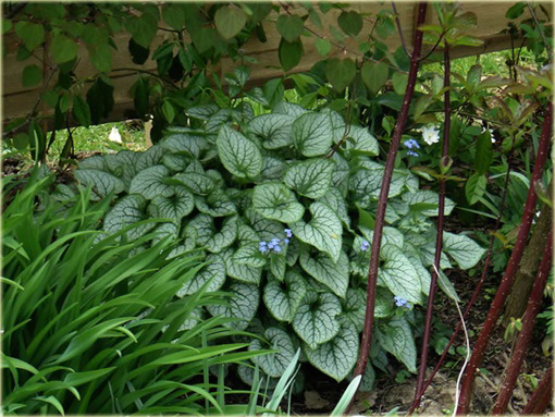 Brunnera wielkolistna Jack Frost Brunnera macrophylla
