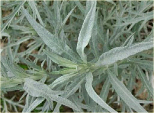 Bylica luizjańska Artemisia Ludoviciana