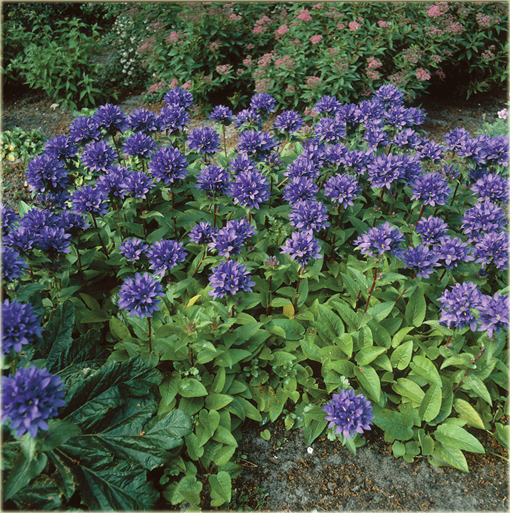 Dzwonek skupiony Campanula glomerata