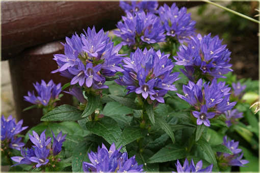 Dzwonek skupiony Campanula glomerata