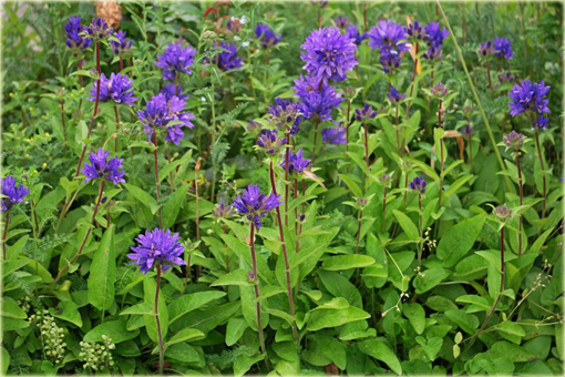Dzwonek skupiony Campanula glomerata