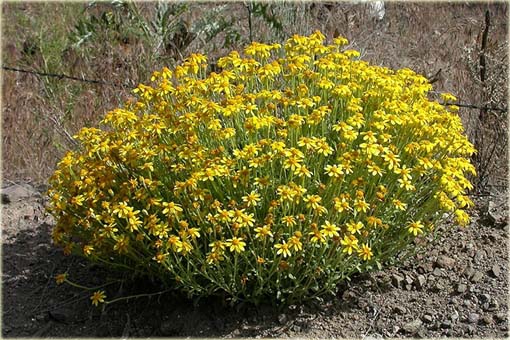 Eriofil wełnisty Eriophyllum lanatum