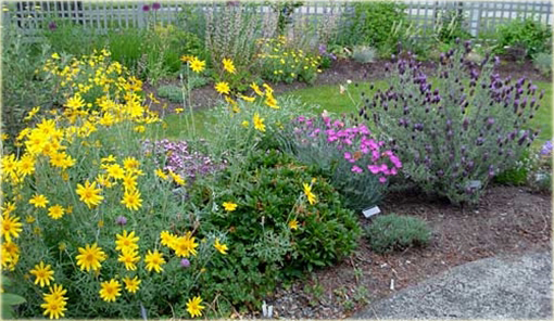 Eriofil wełnisty Eriophyllum lanatum