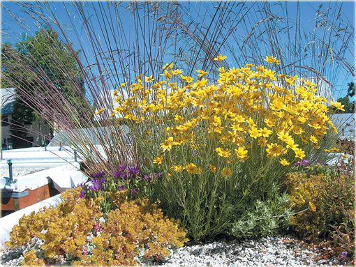 Eriofil wełnisty Eriophyllum lanatum