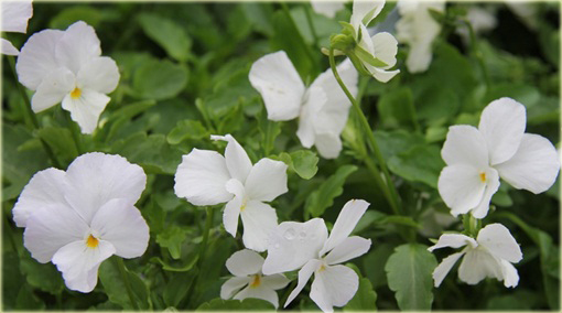 Fiołek rogaty biały Viola cornuta