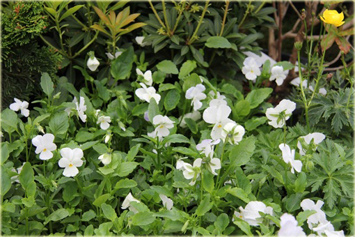 Fiołek rogaty biały Viola cornuta