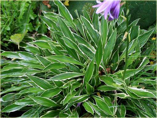 Funkia Stiletto Hosta Stiletto 