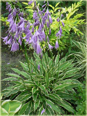 Funkia Stiletto Hosta Stiletto 