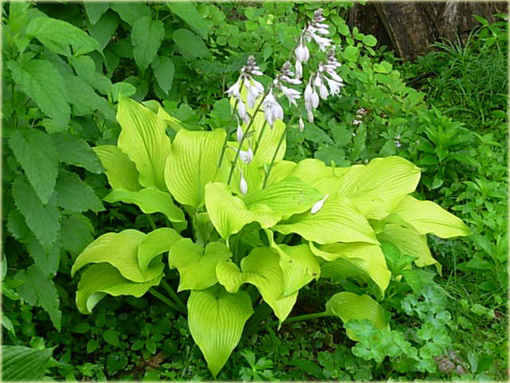 Funkia Sun Powerosta Sun Power