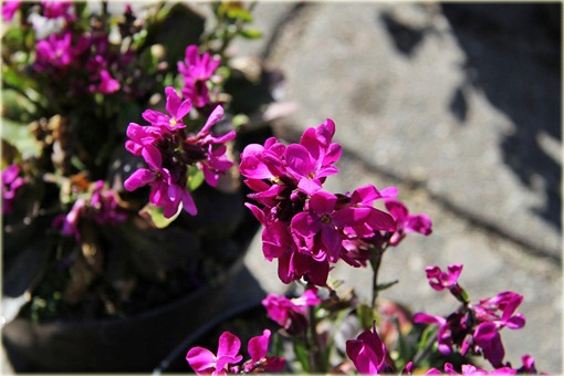 Gęsiówka Rose Delight Arabis blepharophylla Rose Delight