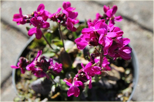 Gęsiówka Rose Delight Arabis blepharophylla Rose Delight