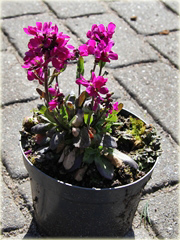 Gęsiówka Rose Delight Arabis blepharophylla Rose Delight