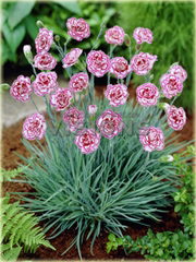 Goździk ogrodowy Grans Favourite Dianthus caryophyllus 