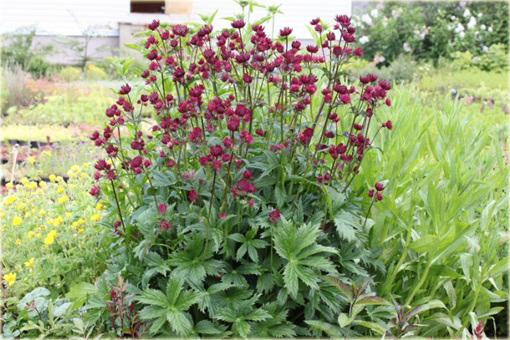 Jarzmianka Moulin Rouge Astrantia major