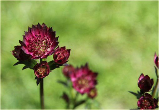 Jarzmianka Moulin Rouge Astrantia major