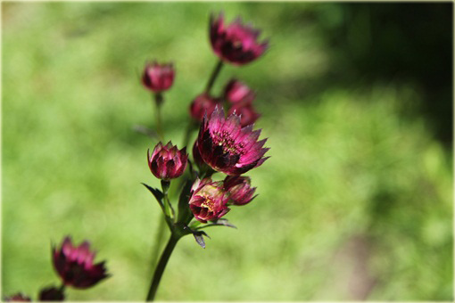 Jarzmianka Moulin Rouge Astrantia major