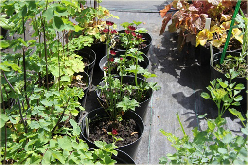 Jarzmianka Moulin Rouge Astrantia major