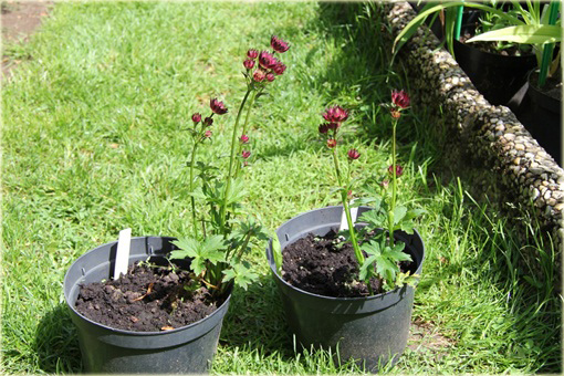 Jarzmianka Moulin Rouge Astrantia major