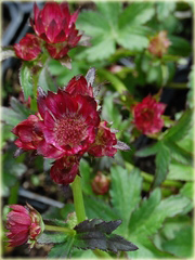 Jarzmianka Moulin Rouge Astrantia major