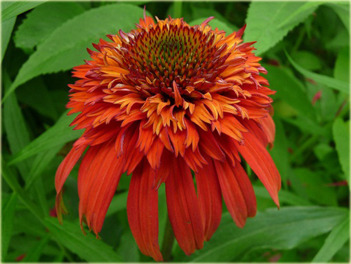 Jeżówkaot Papaya Echinacea