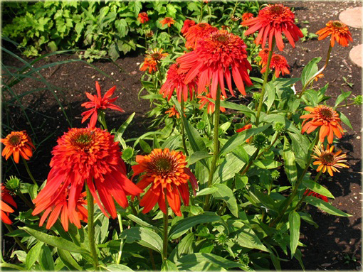 Jeżówkaot Papaya Echinacea