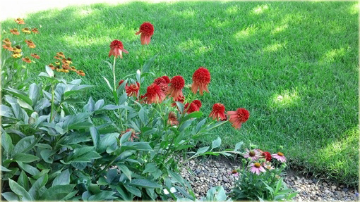 Jeżówkaot Papaya Echinacea