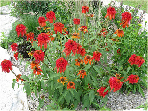 Jeżówkaot Papaya Echinacea
