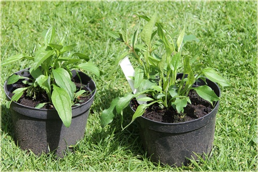 Jeżówkaot Papaya Echinacea