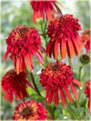 Jeżówkaot Papaya Echinacea