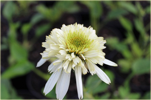 Jeżówka kremowa pełna Mozzarella Echinacea