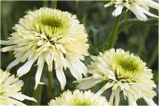 Jeżówka kremowa pełna Mozzarella Echinacea