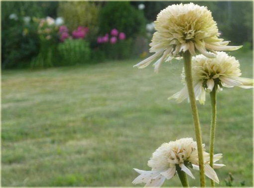 Jeżówka kremowa pełna Mozzarella Echinacea