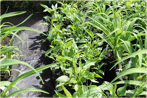 Jeżówka kremowa pełna Mozzarella Echinacea