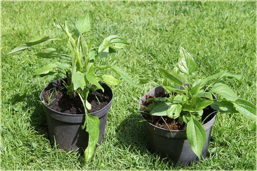 Jeżówka kremowa pełna Mozzarella Echinacea