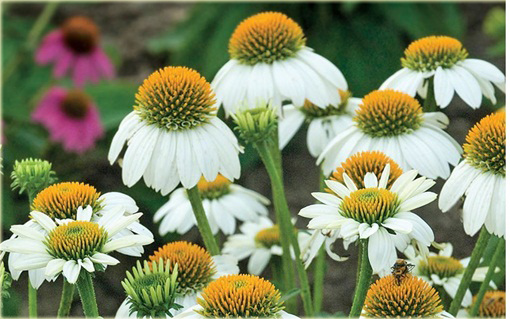 Jeżówka purpurowa Pow Wow White Echinacea purpurea