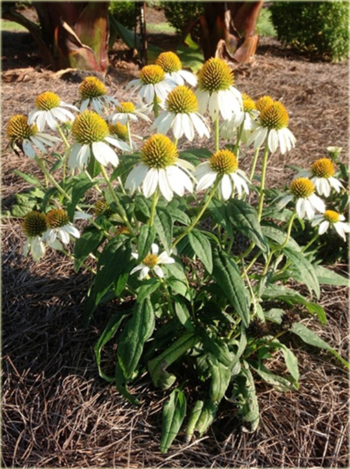 Jeżówka purpurowa Pow Wow White Echinacea purpurea